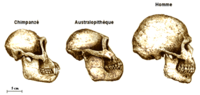 Lucy Australopitheque