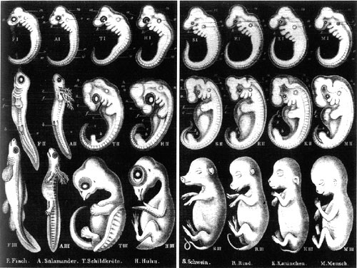 Haekel - récapitulation embryonnaire et évolution